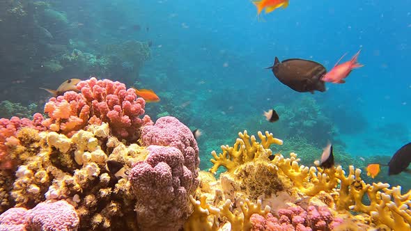 Sea Water with Coral Reef Beautiful Underwater Landscape