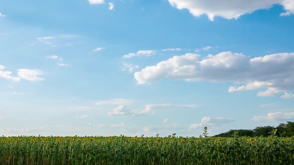 A Large Field Of Yellow Sunflower And Clouds In Summer, Time Lapse