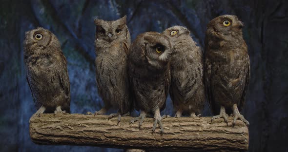 Five Cute Baby Owls Are Sitting on Branch and Looking Around Moving Their Heads