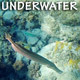 Under Water Fish - VideoHive Item for Sale