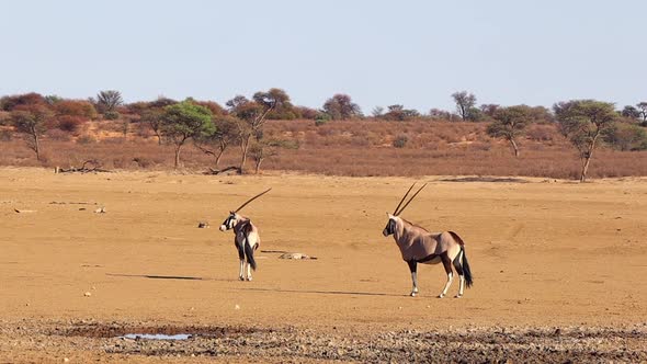Movement from Jackal gets the attention of two Gemsbok Oryx in desert