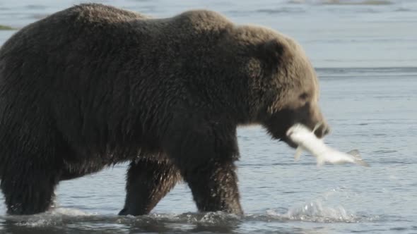 HD Grizzly Bear Walking in Water with Fish in its mouth