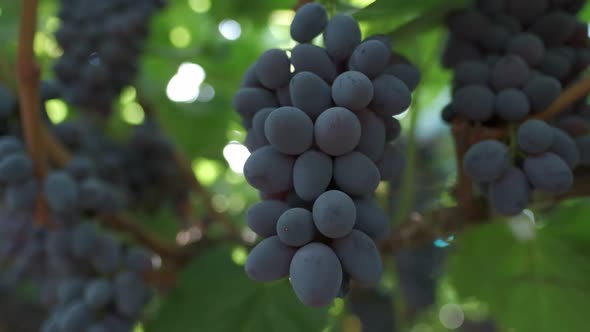 Bunches of Black Grapes Close Up