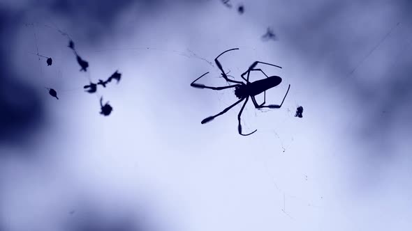 Creepy Spider in Spiders Web, Costa Rica Wildlife and Animals, Wrapping Up Eating its Food of a Fly