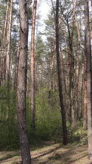 Vertical Video of Beautiful Forest Landscape Aerial View