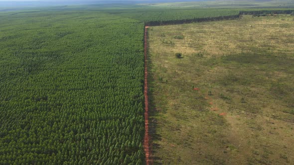 Deforestation Environmental Problem