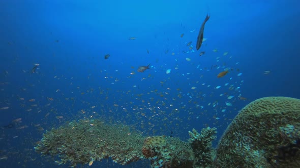 Underwater Colorful Scenery