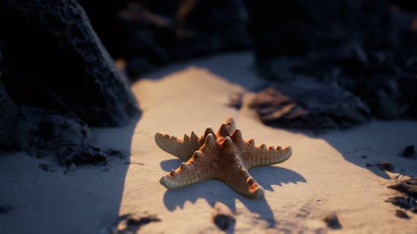 Starfish on Sandy Beach at Sunset