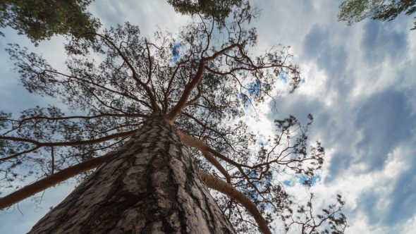 Pine Tree Time Lapse