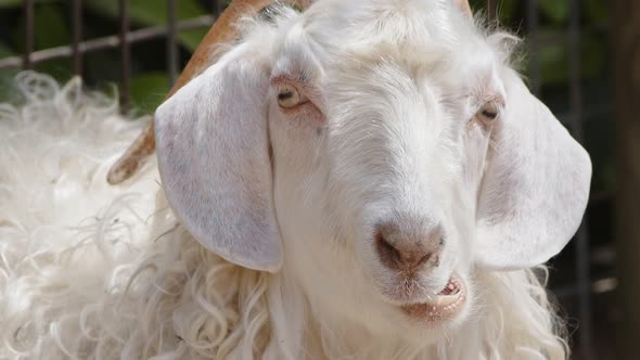 Mammal Animal Sheep In Barn 4