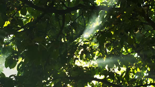 Sunbeams Break Through Trees in Forest with Smoke or Morning Mist at Sunrise or Sunset