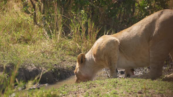 Lioness drinking from a waterhole