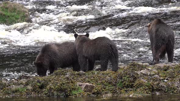 Brown bears hunting for fish in remote wilderness National Park and Reserve Alaska USA