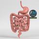 Anatomy - Human Digestive System - 3DOcean Item for Sale