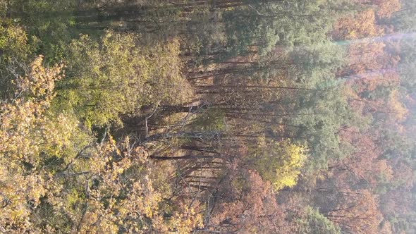 Vertical Video of the Forest on an Autumn Day Slow Motion