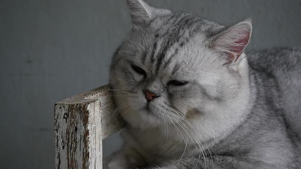 Cute Cat Lyning On Wooden Shelf Under Light From A Window Slow Motion