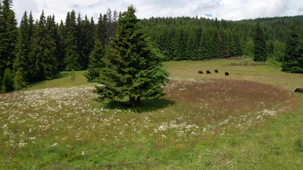 Video of a picturesque summer meadow with meekly grazing cows