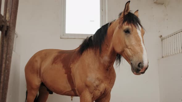 Brown Horse in a Stable in a Stallion's Horse Farm