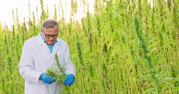 Portrait of Scientist Checking and Analizing Hemp Plants Concept of Herbal Alternative Medicinecbd