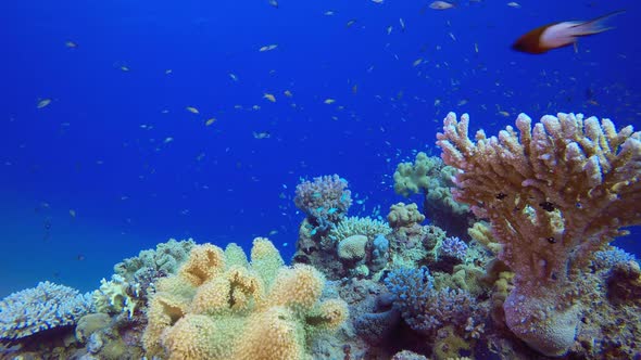 Coral and Colourful Fish