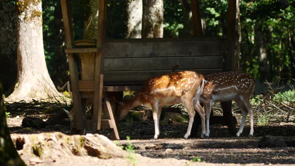 Animals Park with Fallow Deer, France