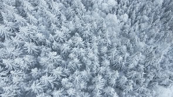 Aerial View of Forest Covered Wirt Snow