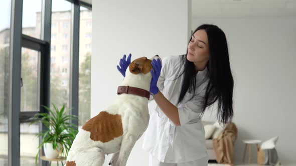 Woman Veterinarian Inspects the Dog in Veterinary Clinic. Medical Business. Veterinarian Medicine