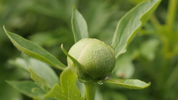 Fresh Peony family Paeoniaceae plant details  4K 2160p 30fps UltraHD footage - Green flower bud of P