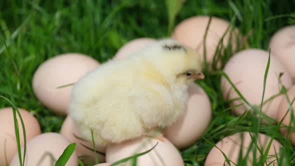 A Little Chicken Sits on Many Eggs on the Green Grass