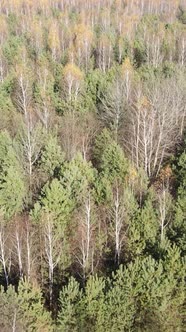 Vertical Video Forest in Autumn Aerial View Slow Motion