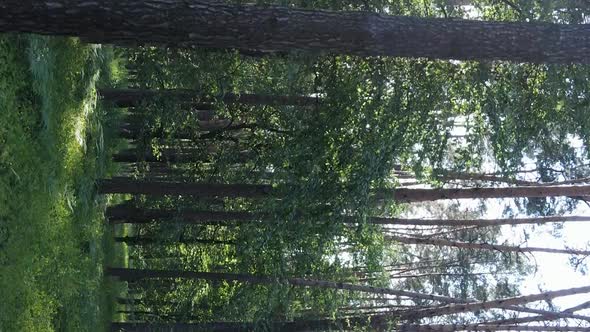 Vertical Video Aerial View Inside a Green Forest with Trees in Summer