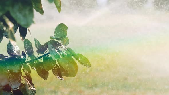 Rainbow Appeared in Spray From Irrigators. Water From Sprinklers Dripping From the Leaves