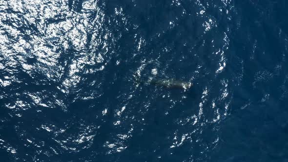 Aerial view of a sperm whale in the ocean, Azores, Portugal.