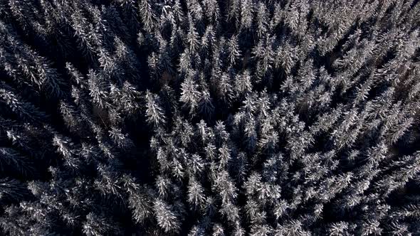 Winter Forest Snow Carpathian Top Down View on Pine Trees Aerial  Drone Video