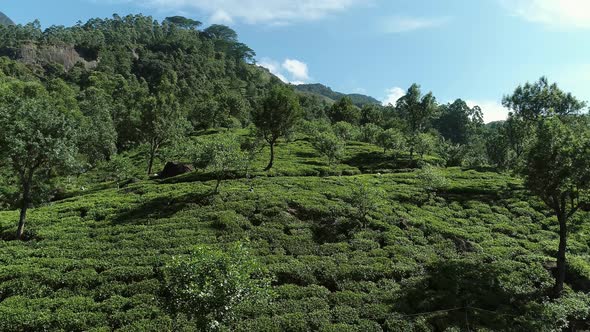 Panning A Tea Plantation