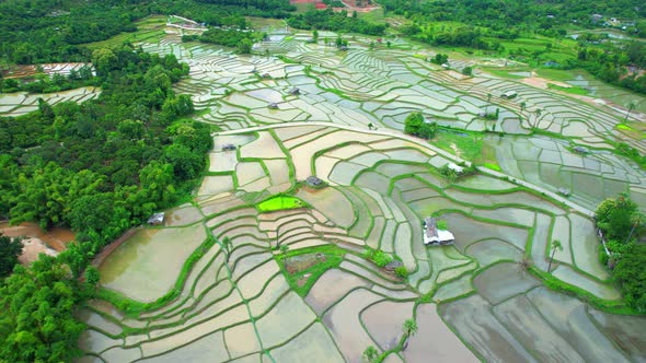 Aerial view of agriculture in rice fields for cultivation