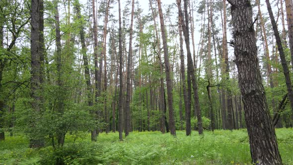 Summer Forest with Pine Trees Slow Motion