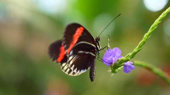 Black and Red Tropical Butterfly Feeding on Violet Flower and Then Flying Away. Slow Motion Shot