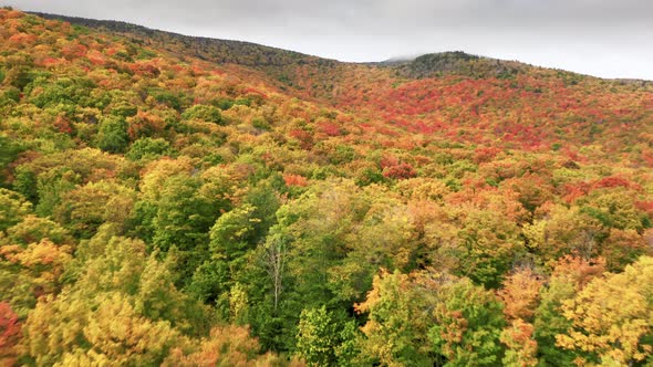 Cinematic Vibrant Fall Background Fast Flight Above Colorful Red Yellow Foliage