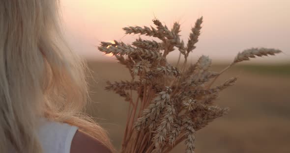 The Girl Walks Through the Field with a Bouquet of Wheat Ears at Sunset