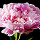 Peony Flowers - VideoHive Item for Sale