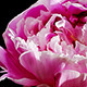 Peony Flowers - VideoHive Item for Sale