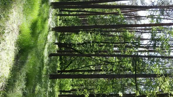 Vertical Video of Forest Landscape in Summer Slow Motion