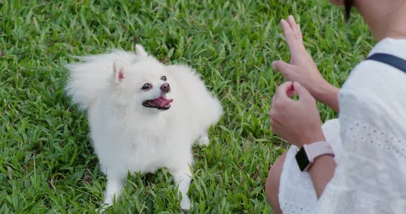 Woman give command on her Pomeranian dog 