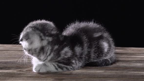 Folded Little Kitten Scottish Fold Lies and Licks Its Paws. Black Background. Slow Motion