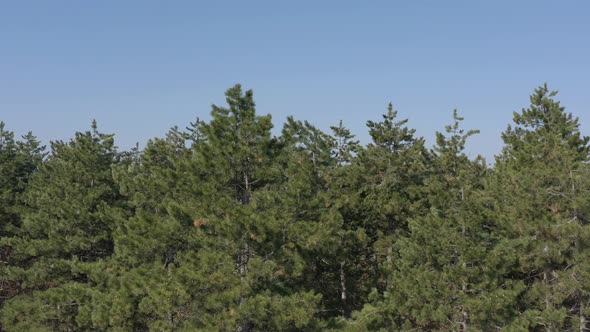 Coniferous woods under clear blue sky 4K drone video