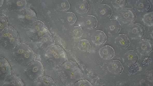 Aerial View of Grapes Growing on Black Volcanic Soil in Small Craters on Lanzarote. Top Scenic View