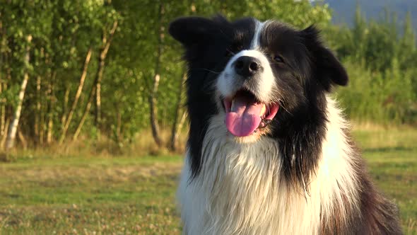 A Border Collie Sits in a Meadow in a Forest and Looks Around - Closeup