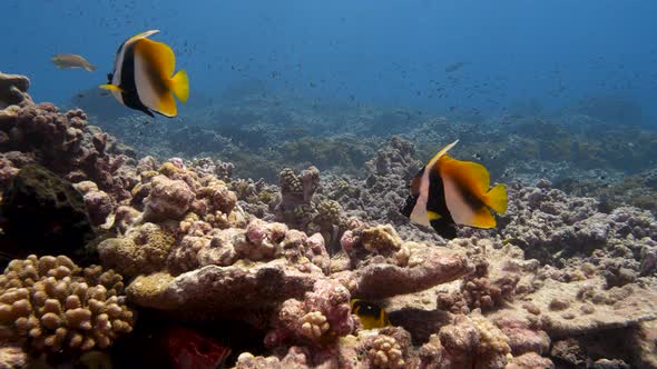 Indian banner fish on a tropical coral reef in the atoll of Fakarava, French Polynesia in the south