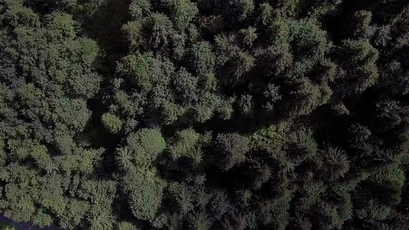 Flight in the valley above fir trees